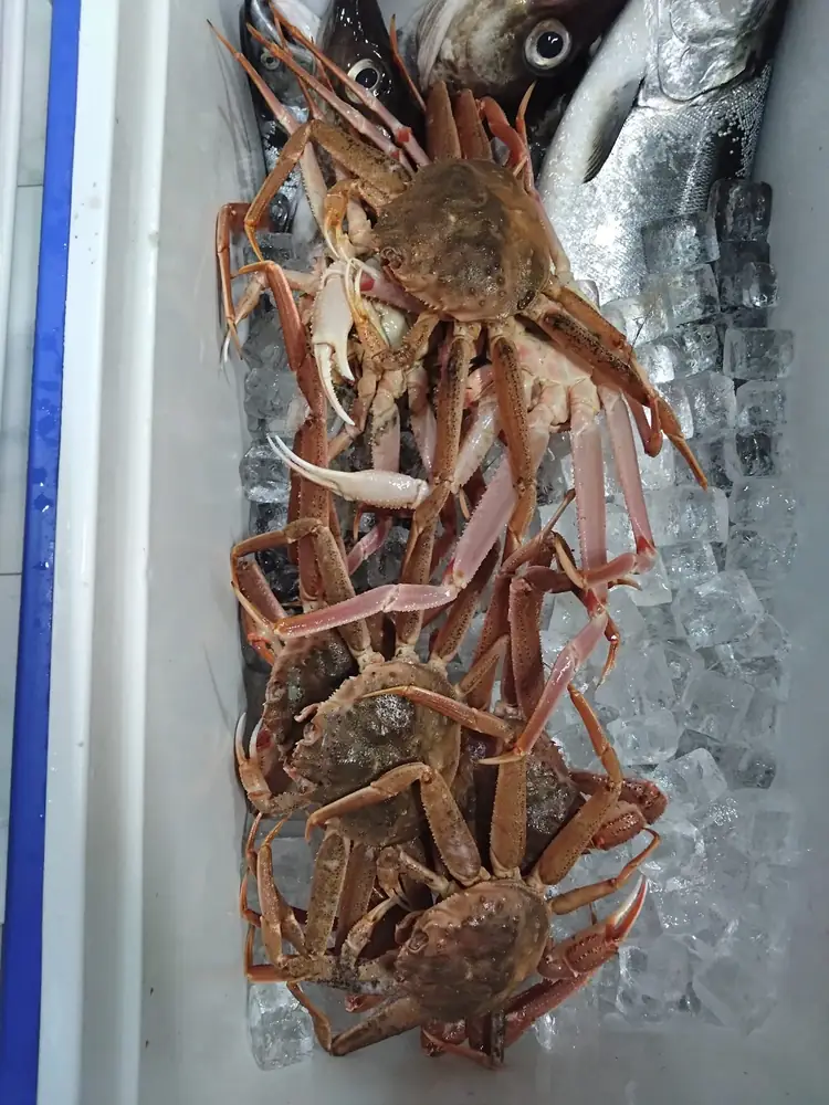 前菜・料理
