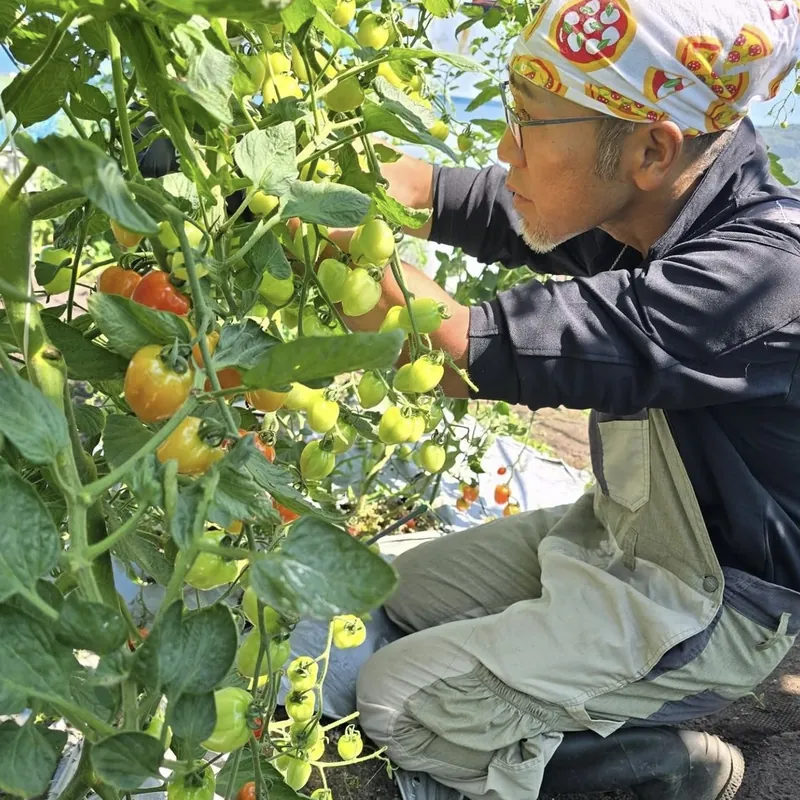 自家農園でミニトマトを収穫するシェフ