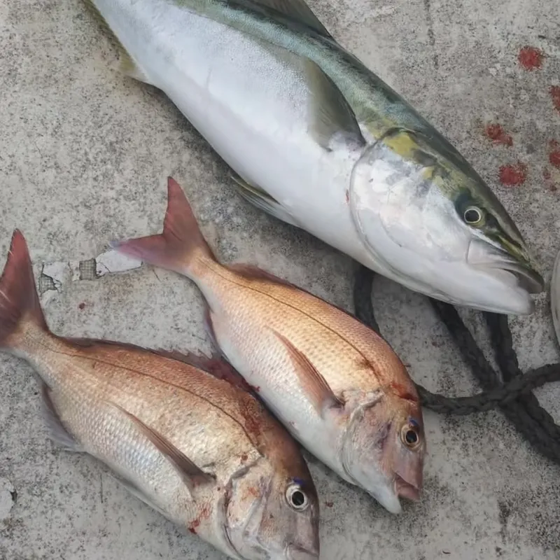 釣り上げたブリと真鯛